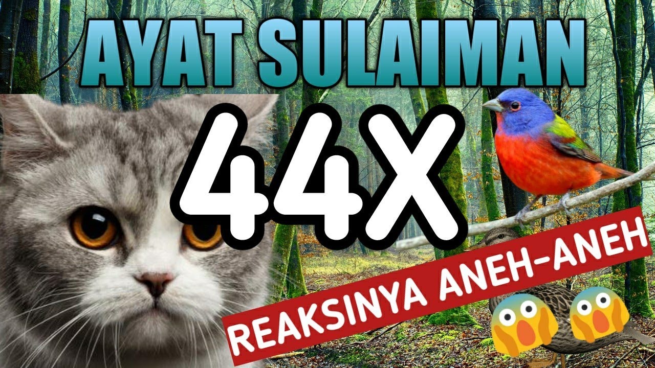 AYAT SULAIMAN INNAHU MIN SULAIMANA | AYAT SULAIMAN UNTUK HEWAN