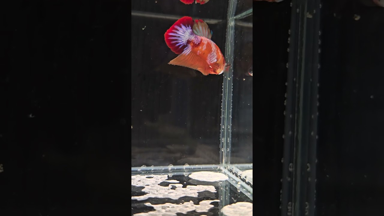 #bettaholic #bettafish #bettathailand #bettaphilippines #candybetta