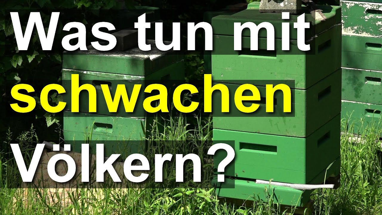 Was tun mit Schwächlingen? Beurteilung eines schwach ausgewinterten Bienen-Volkes