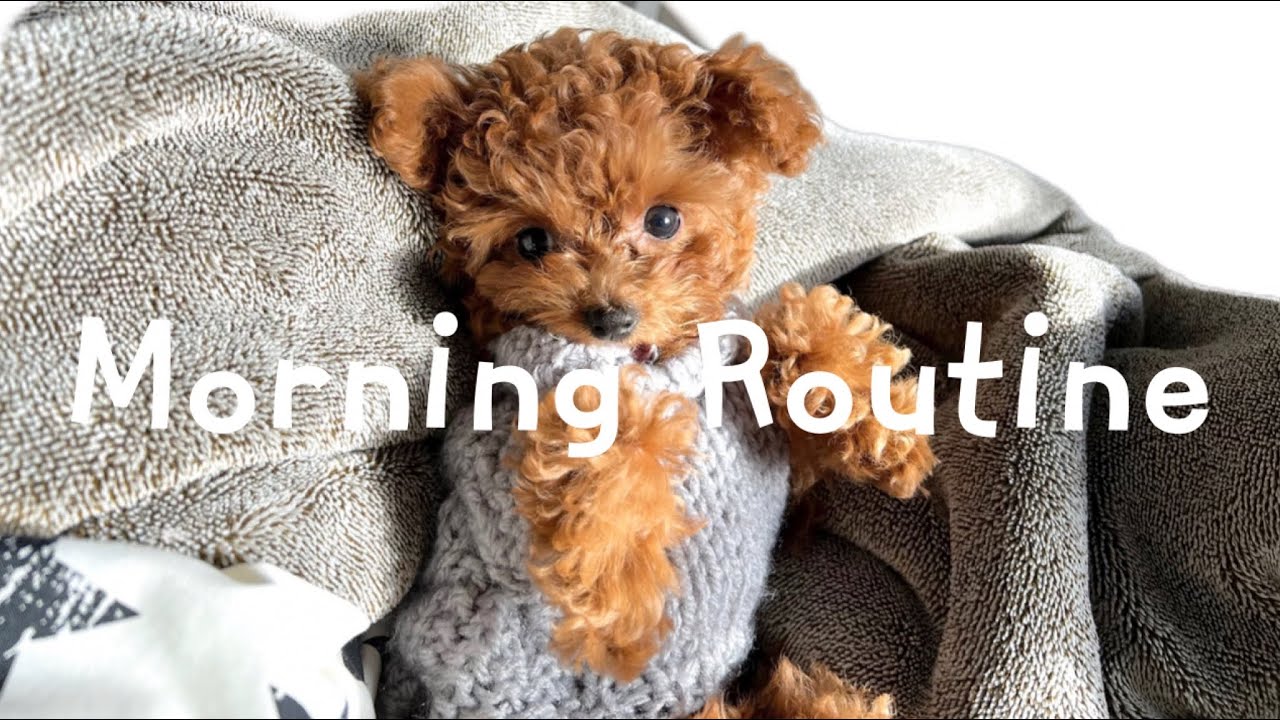 【まるで人!?】生後3ヶ月トイプー子犬のモーニングルーティン