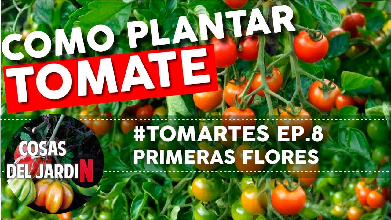 #TOMARTES EP. 8 - PRIMERAS FLORES - HONGOS Y HOJAS AMARILLAS