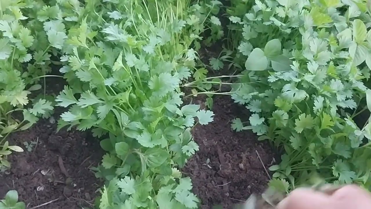 Como esta a horta hoje. .Limpando coentro..hortaliças orgânica 