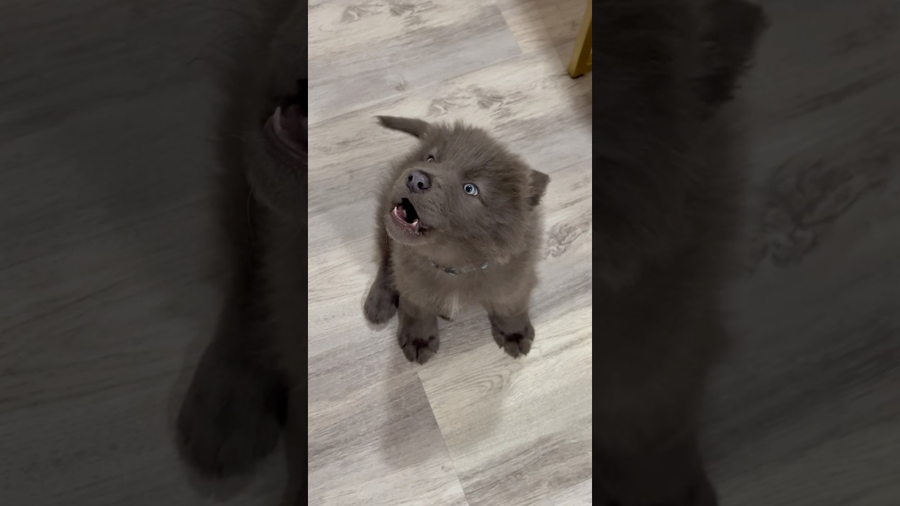 ~ BABY WOLF HOWLING ~