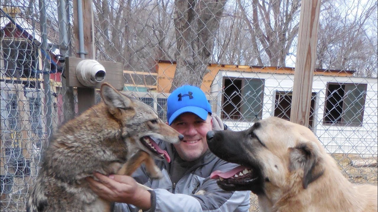 Coyote & Anatolian Shepard play together!