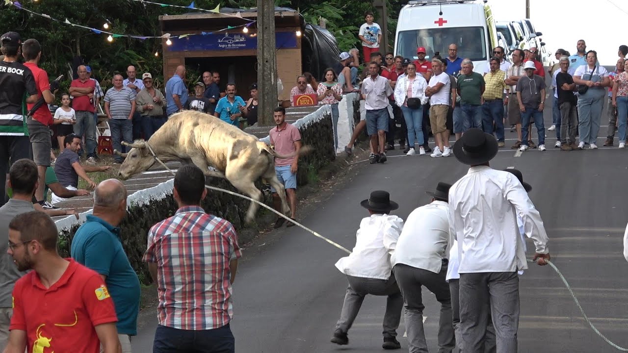 Tourada ER na Cova da Serreta - Ilha Terceira (2024-07-14)