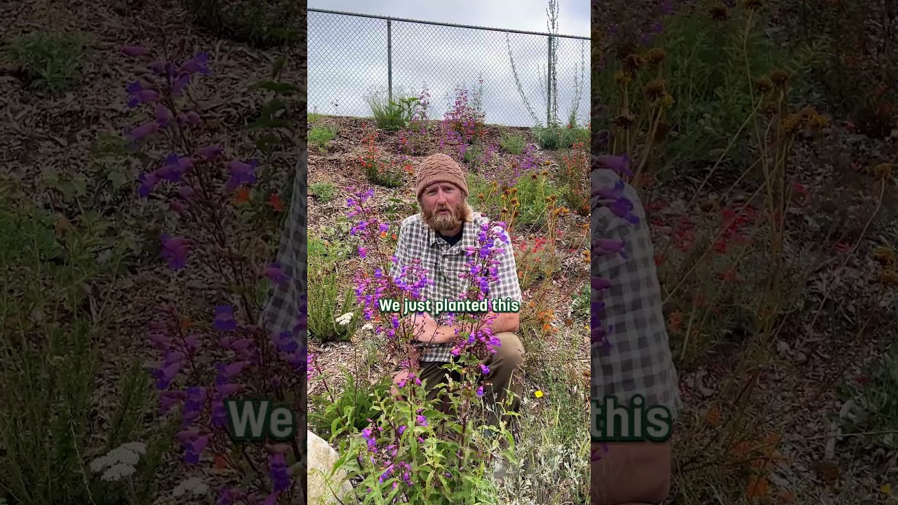Joe's Favorite Native Penstemon