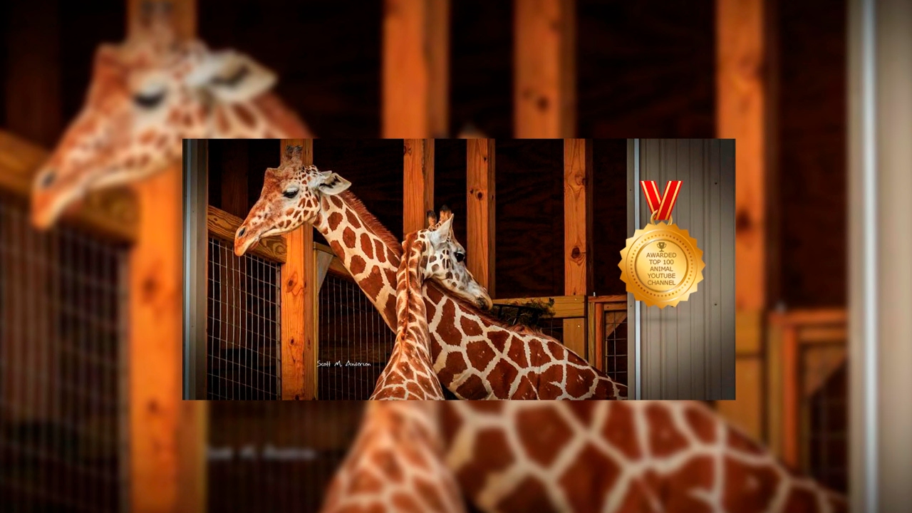 Giraffe Cam - Animal Adventure Park