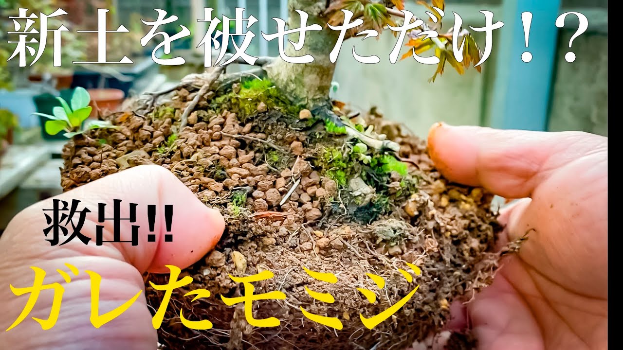 【救出!!】ガレた山もみじを復活させる！まずは植え替えで足元を確認して将来を構想する