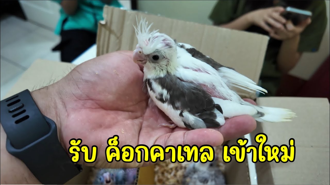 รับนกเค็อกคาเทล เข้าใหม่