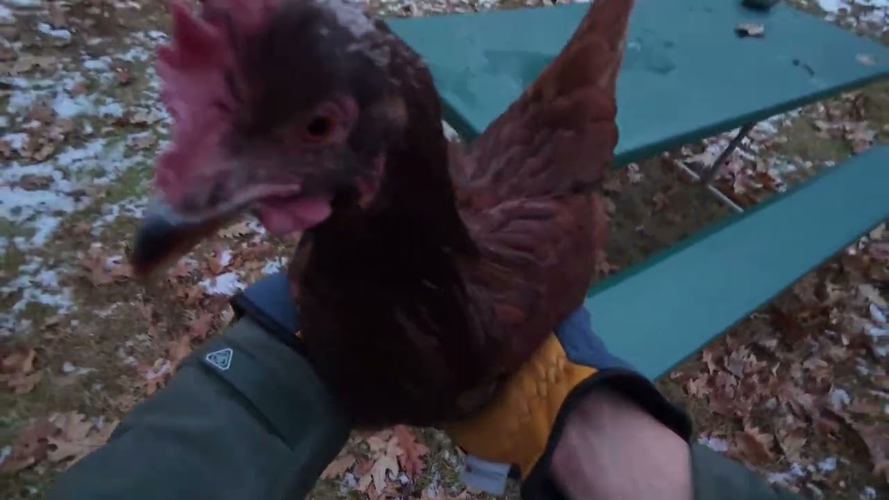 typical chicken interactions 12.7