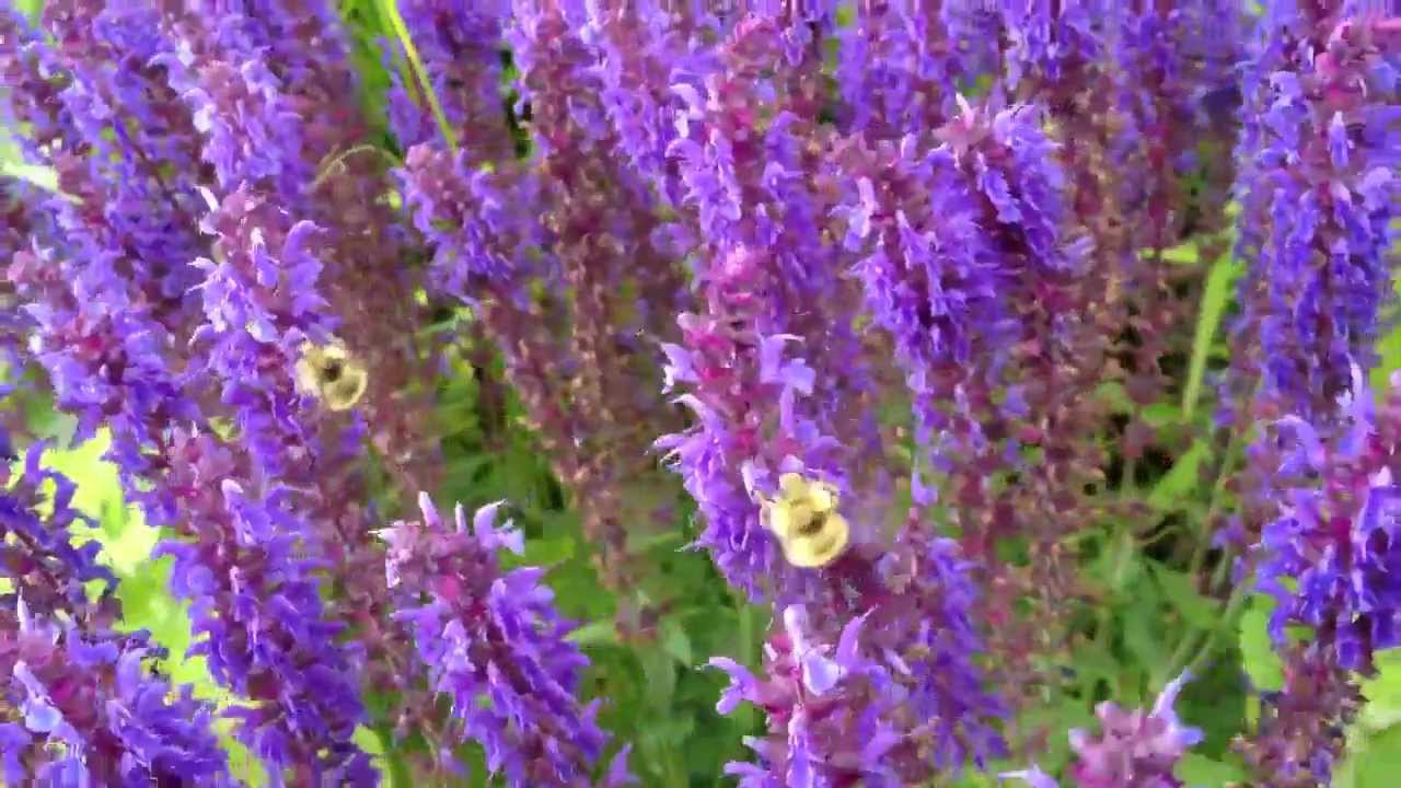 Записки натуралиста - Bees Enjoying Their Plant Trip