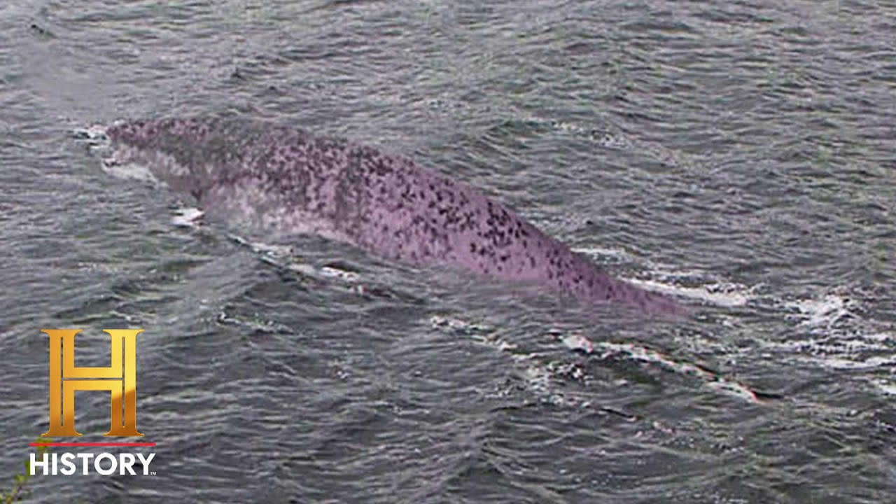 The Proof Is Out There: SHOCKING Loch Ness Monster Sighting (Season 1) | History