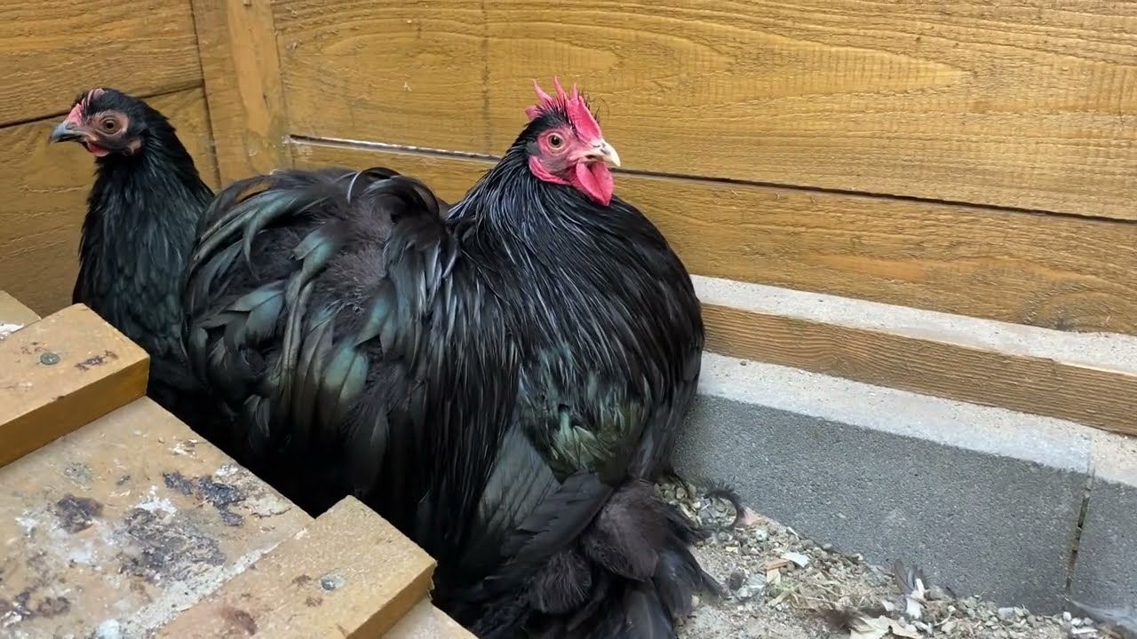 Nowe nabytki od Jana Donne / lawenda jastrzebiata i czarne / Nadwyżki sprzedane!