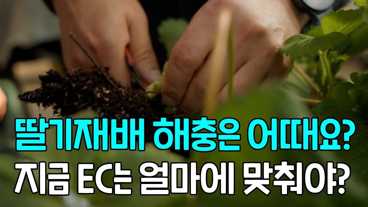 딸기재배 올해 해충은 어떠세요? 지금 시기에 EC는 얼마에 맞춰야?