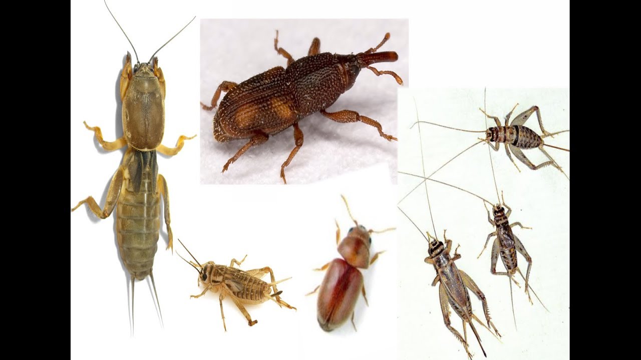 झींगुर | झींगर |  घुन | सुरसुली  से छुटकारा कैसे पाए | Crickets & weevils भगाने  के घरेलु उपाये