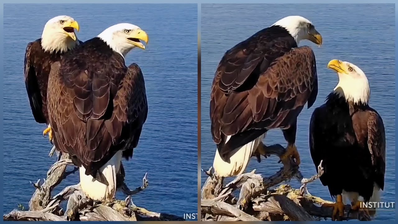 New Young Pair  (F & Lee) ▪︎ Bonding at West End ▪︎ 3/13/26 ▪︎ Explore.org