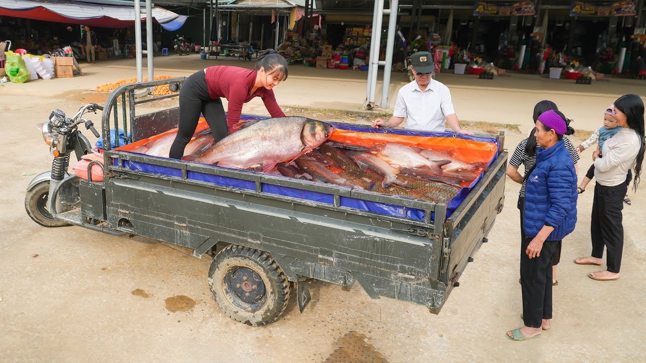 Farmers Pulling Nets Harvest Many Big Fish - Use Truck To Buy Lots Of Big Fish Go To Market Sell