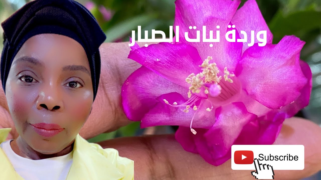 وردة الصبار ونمو وتطورات نباتاتي المنزلية