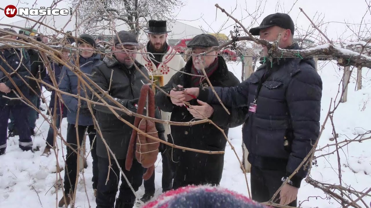 Feričanačko Vince 2019. godine