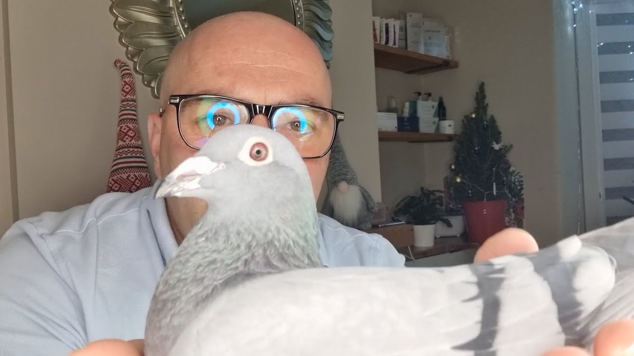 Metoda Wdowieństwa w Lotowaniu Gołębi - Kompletny Poradnik od A do Z! Cz.1 