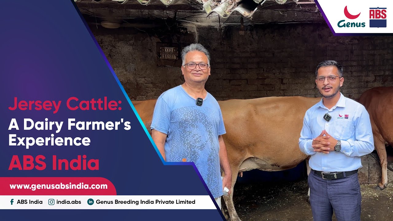 Jersey Cattle: A Dairy Farmer's Experience | ABS India
