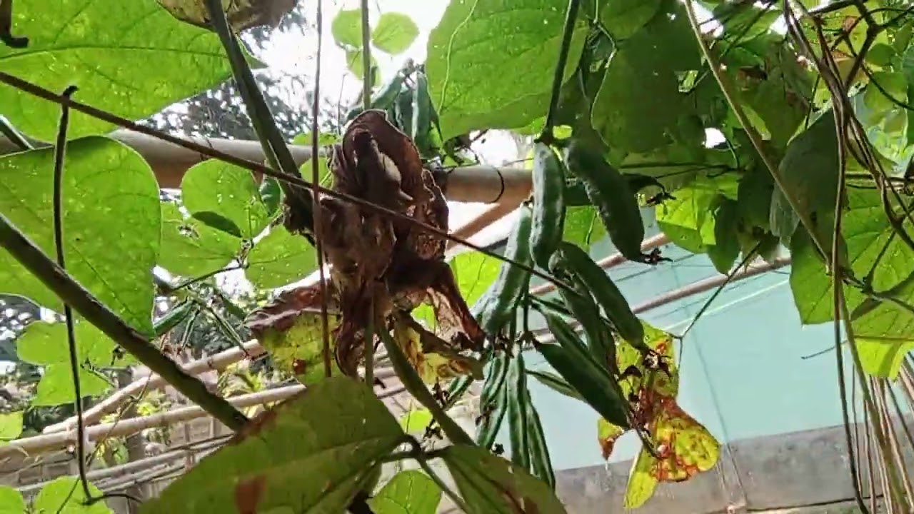 ৭ জানুয়ারী, ২০২৬