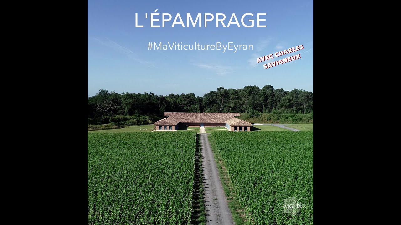 L'épamprage - 27.05.21