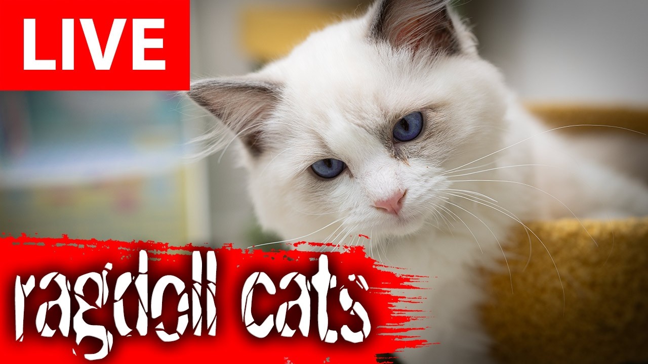 Ragdoll Cats Live Stream From London's Cattery!