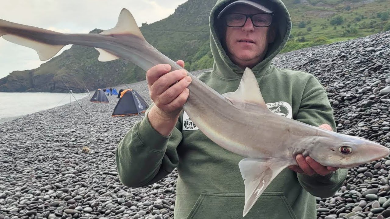 Minehead Festival Fishing Bristol Channel - 300lbs Beast Lost on Bossington Smoothound