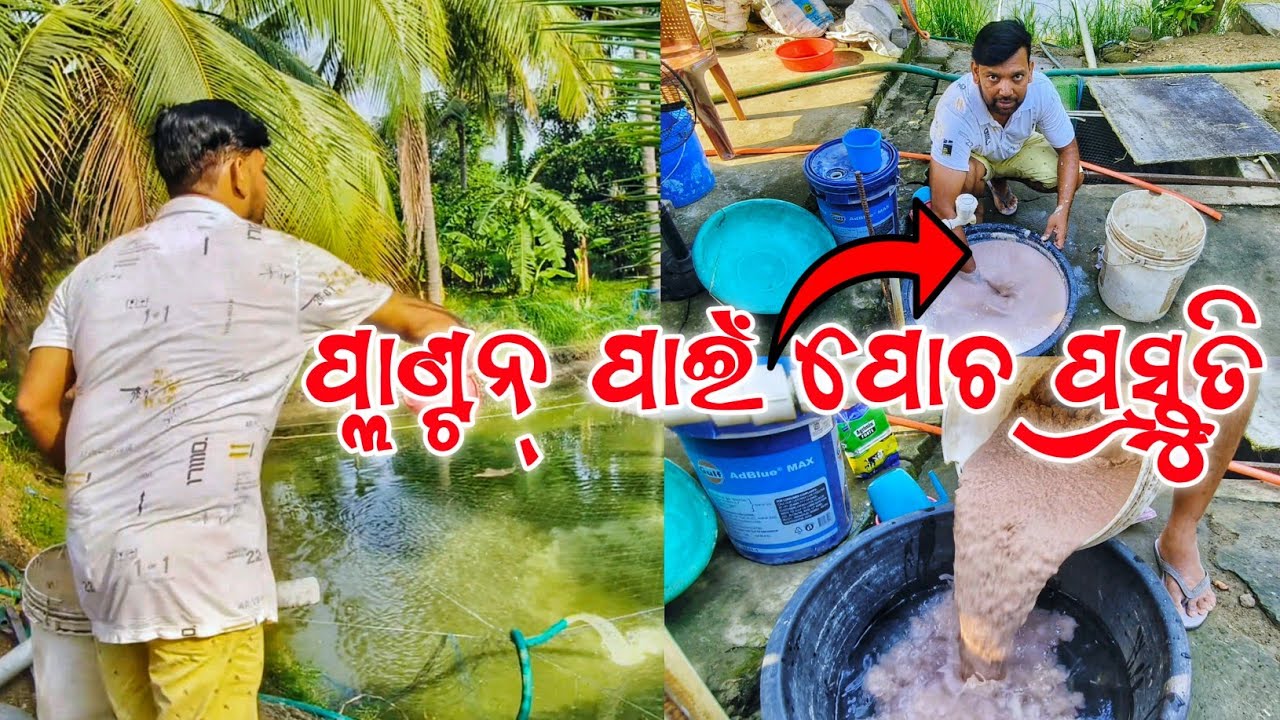 ବାଦାମ ପିଡୁଆ ରେ ପ୍ଲାଣ୍ଟନ୍ କେମିତି କରାଯାଏ |How To Make Plankton By Using Peanut Cake |@DibyajotiSingh