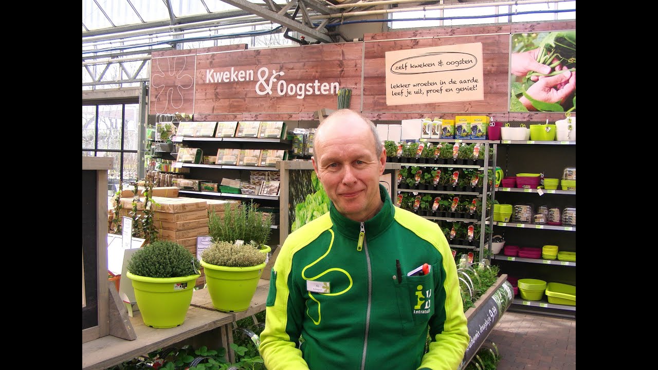 Kweken en oogsten bij Intratuin in Halsteren