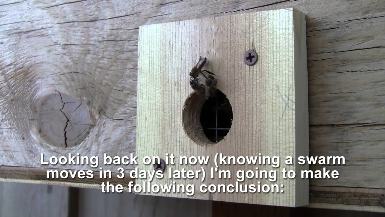 Bait Hive, the easiest way to catch a swarm - Bee Vlog #90 - Apr 25, 2013