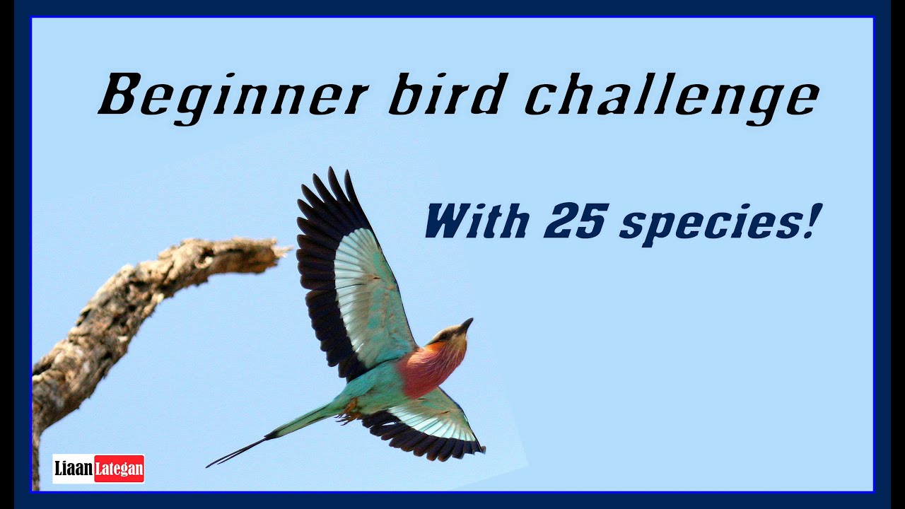 Beginner bird challenge (With 25 species!)