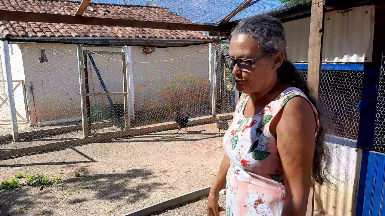 como com 8 criatividade facilita o trabalho com as galinhas