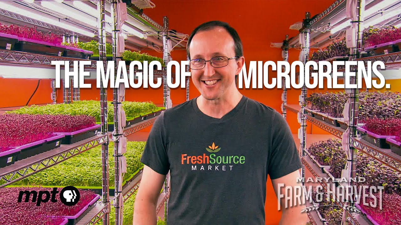 Growing Microgreens Indoors | Maryland Farm & Harvest