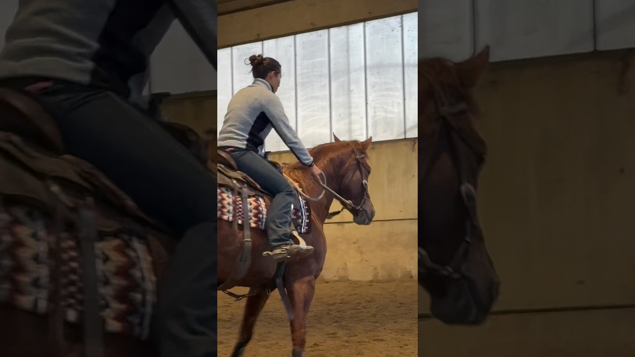 Practice Cowhorse #horse #horsetrack #cavalli #equestrian