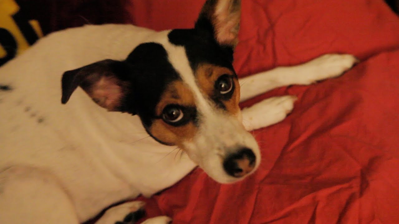 Vlog Night (Hotel Cartwheels, Colour Correction, and the CTFxC Merch Room)