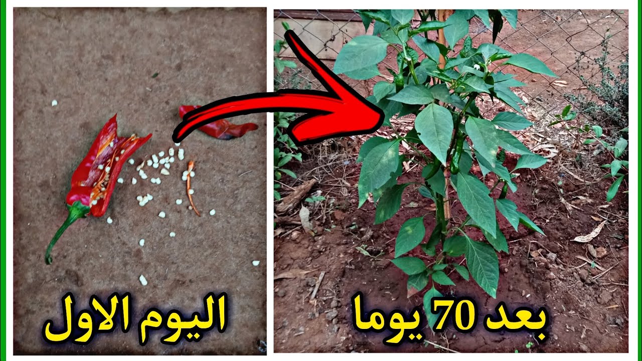 طريقة زراعة الفلفل/كيفية زراعة الفلفل خطوة بخطوة من البذور الى الحصاد