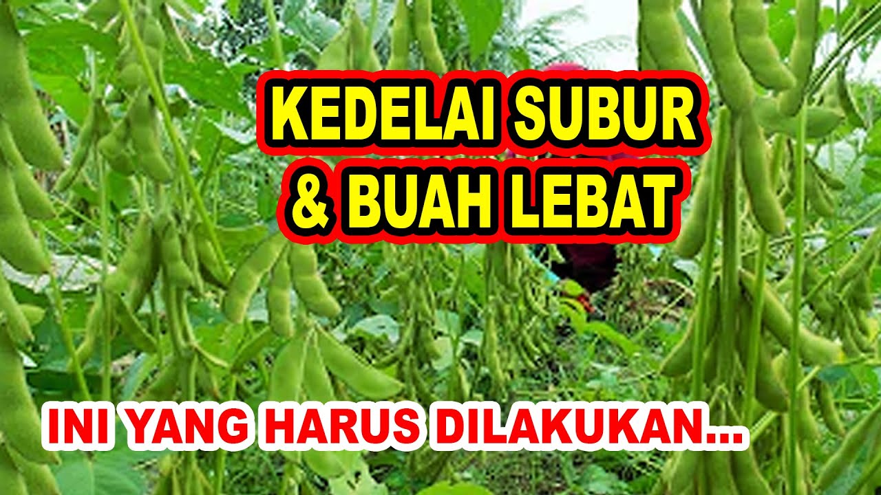 BUDIDAYA KEDELAI‼️PUPUK PERTAMA SAMPAI TERAKHIR