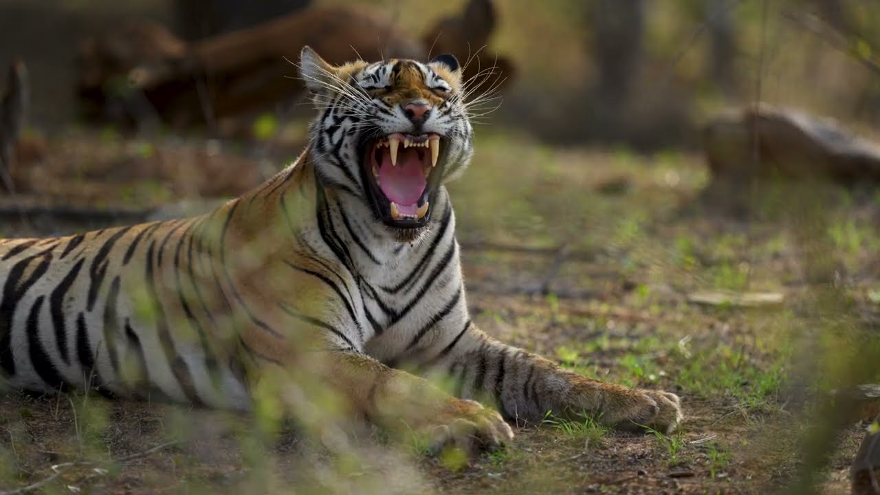 Famous Tigers of Ranthambore – Legends of the Wild 🐅👑 | A Wildlife Film by Neel Sarkhedi
