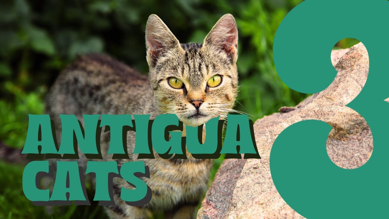 Wild Cats in Antigua Eat Gourmet: Trailer NEW Travel Series 3scapism