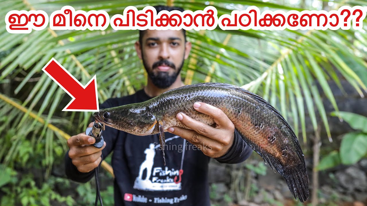 നാടൻ ചേറുമീൻ പിടിച്ചു വറുത്താലോ? | kerala snakehead fishing and cooking | Toman fishing
