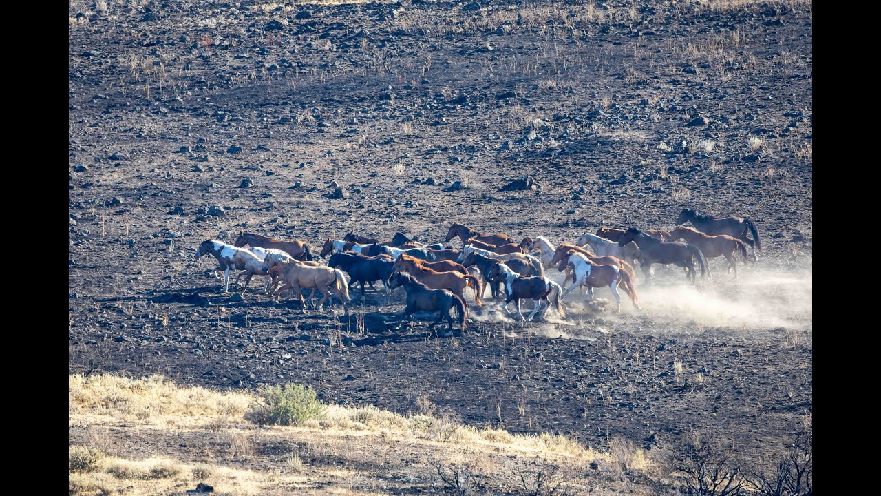 Four Mile Herd Management Area Emergency Gather