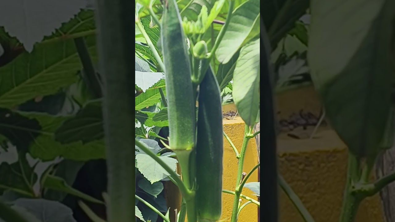 Vandi ( Lady's finger) in my backyard 