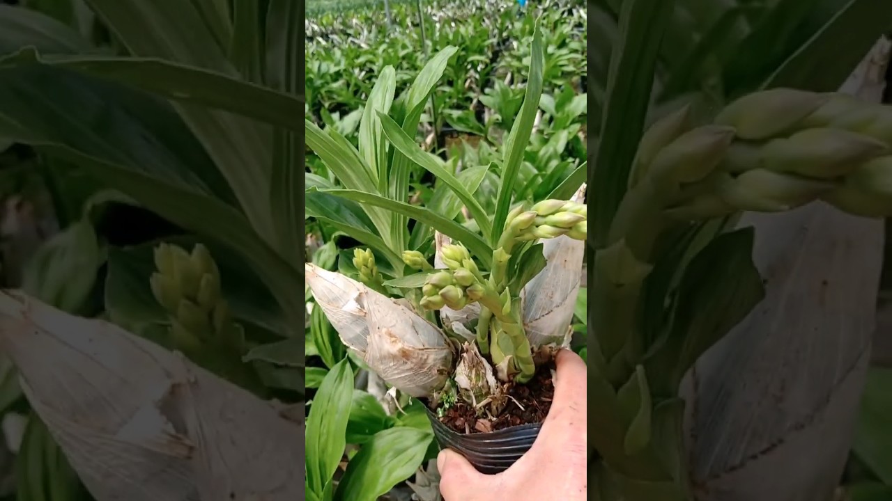 This orchid plant easyest to growing in pot if you love plant growing it in your garden 