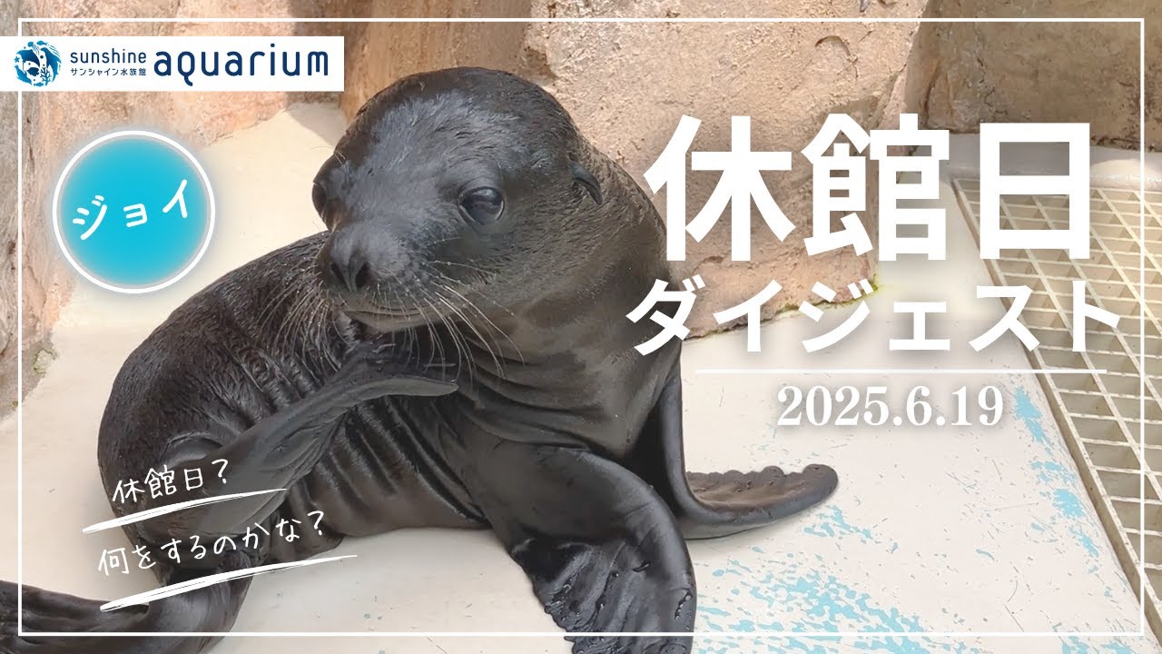 【密着】水族館では休館日は何してるの？休館日をダイジェストでお届け！【サンシャイン水族館】