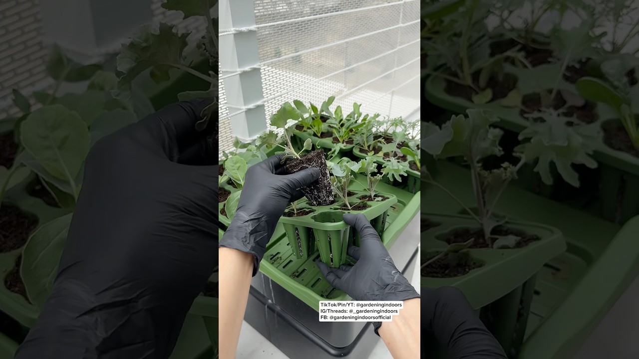 Balcony Garden Spring Crops from Seed
