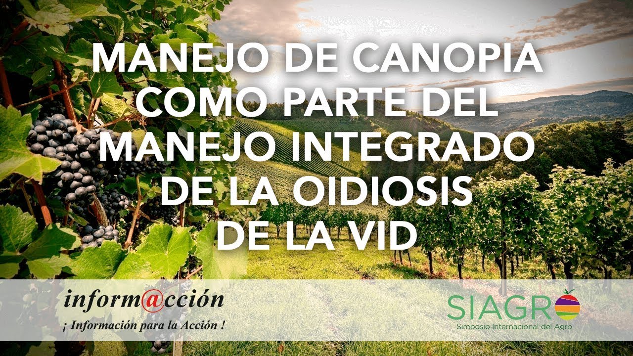 12.2 Manejo Canopia como Parte del manejo Integrado de la Oidiosis de la Vid