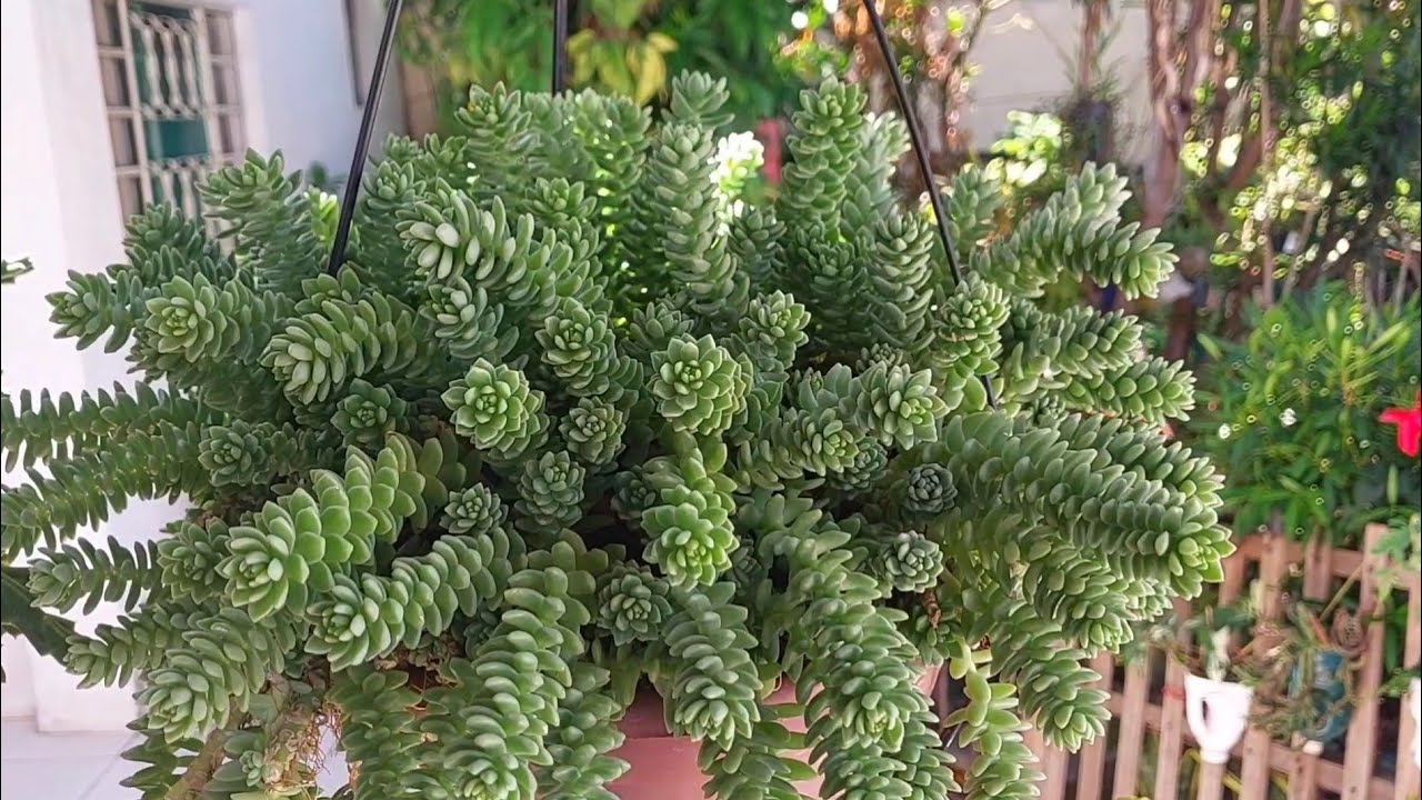 Como eu cultivo minhas SUCULENTAS PENDENTES para ficar sempre lindas.