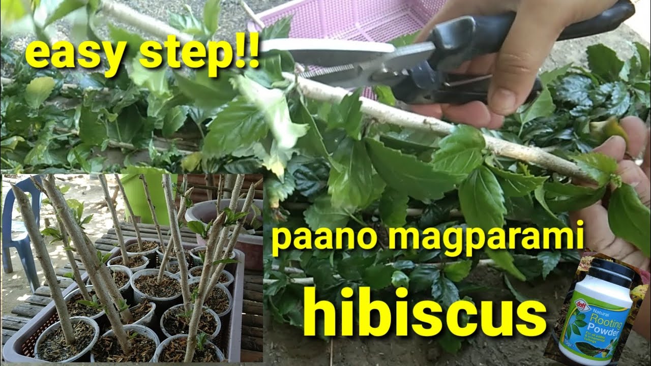 paano magtanim ng sanga ng gumamela o hibiscus 🌺🌺? sa madaling paraan